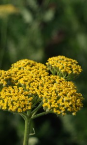 11.00 Achillea filipendulina Cloth of Gold (Parkers var) (2)1